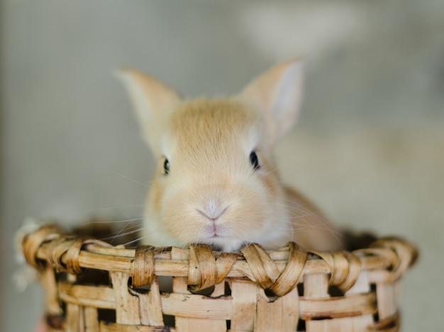 Lapin dans un panier en bois