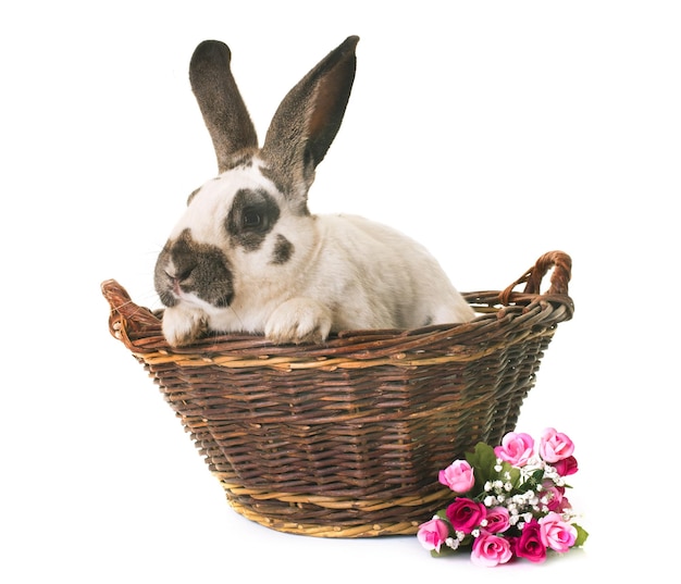 Un lapin dans un panier de fleurs sur un fond blanc