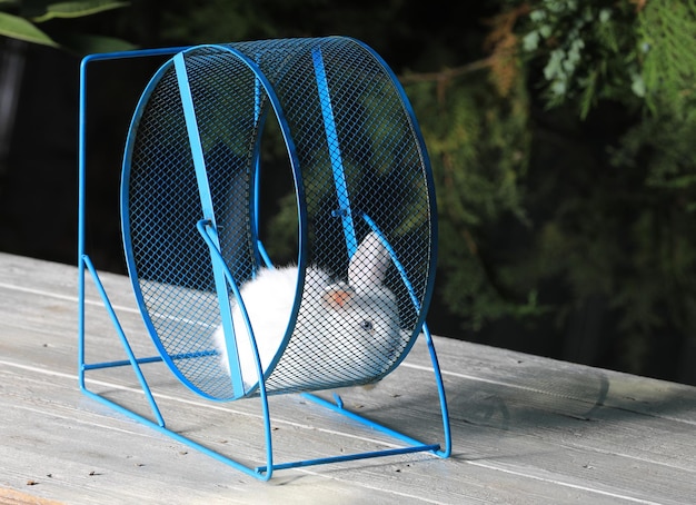 lapin dans la roue de course des animaux