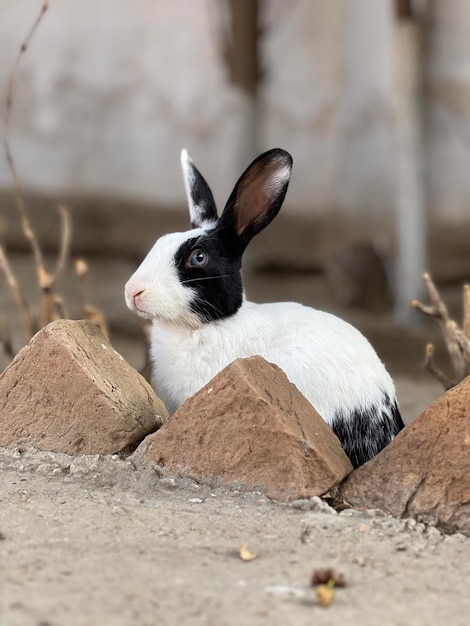 Un lapin dans un tas de pierres