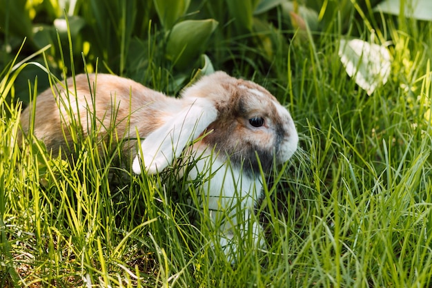 Le lapin domestique est assis dans une herbe verte épaisse