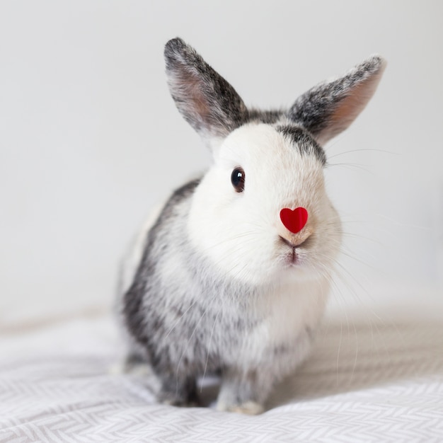 Lapin drôle avec coeur d'ornement rouge sur le nez