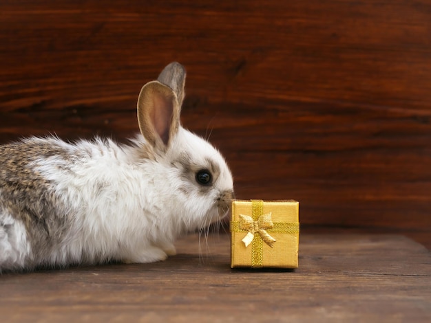 Lapin drôle et coffret cadeau