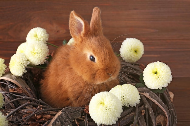 Lapin drôle mignon et belle couronne sur fond de bois