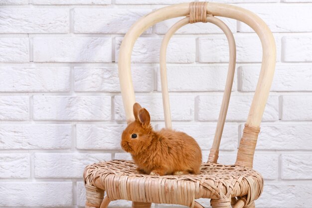 Lapin drôle mignon sur chaise en osier contre le mur de briques légères