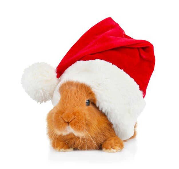 Lapin drôle mignon avec chapeau de père Noël sur fond blanc