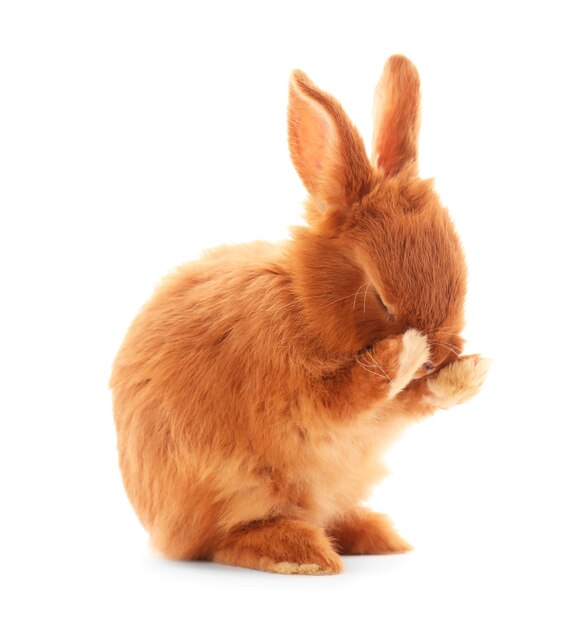 Lapin drôle mignon sur fond blanc