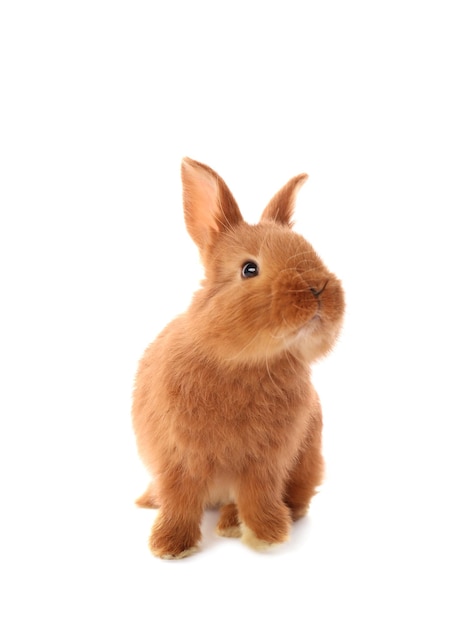 Un lapin drôle et mignon sur un fond blanc.