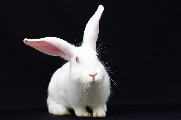 Lapin duveteux blanc sur fond noir