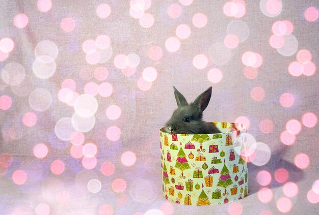 Le lapin est assis dans une boîte ronde cadeau Espace de copie Animal de compagnie en cadeau