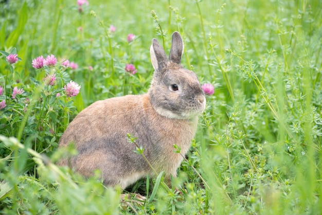 Le lapin est assis sur un pré avec de l'herbe verte fraîche et des fleurs, le printemps, les vacances de pâques