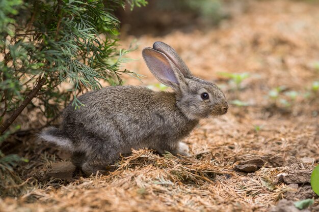 Le lapin est un bel animal de la nature