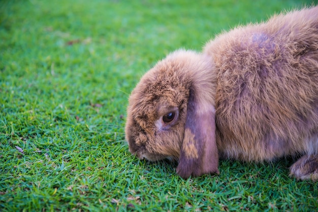 Le lapin est dans la pelouse