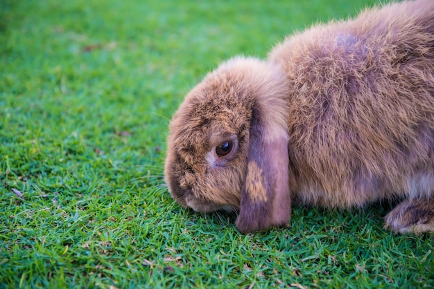 Le lapin est dans la pelouse