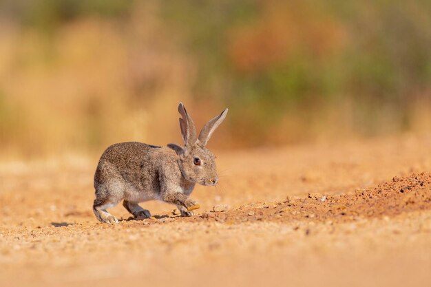 Lapin de garenne ou coney (Oryctolagus cuniculus) Toledo, Espagne