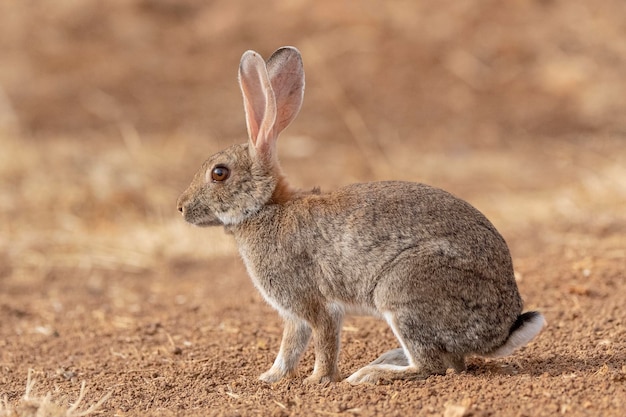 Lapin de garenne ou coney Oryctolagus cuniculus Toledo Espagne