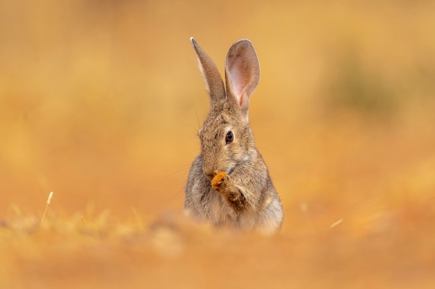 Lapin de garenne ou coney Oryctolagus cuniculus Toledo Espagne