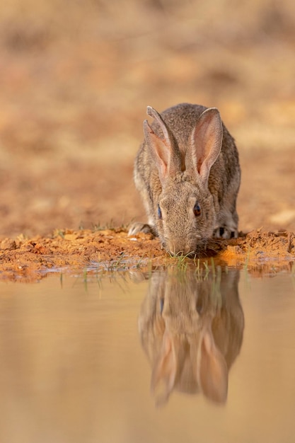 Lapin de garenne ou coney Oryctolagus cuniculus Toledo Espagne