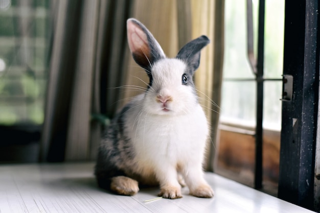 Lapin gris à l'avant vers le spectateur