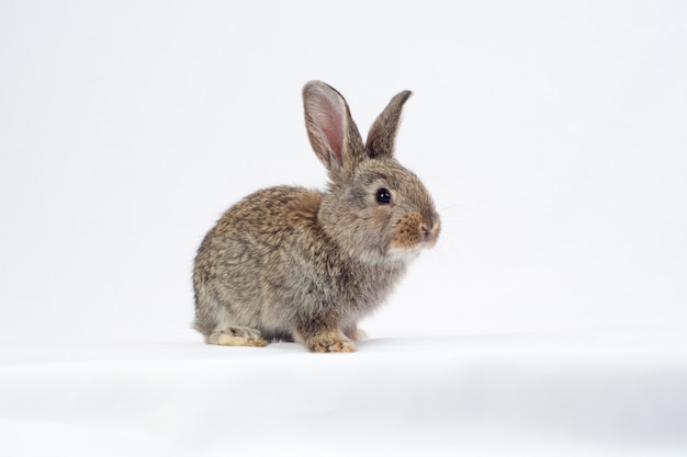 Un lapin gris sur blanc.