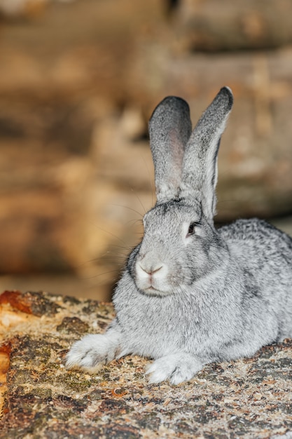 Lapin gris dans l'herbe verte à la ferme