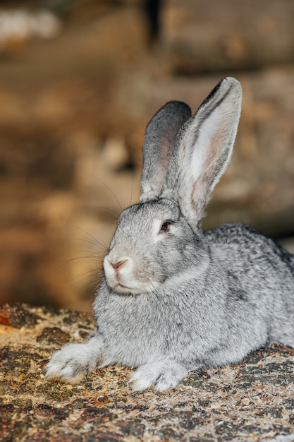 Lapin gris dans l'herbe verte à la ferme