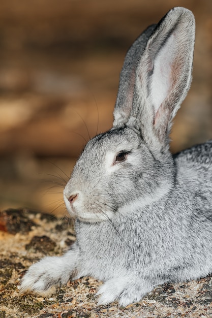 Lapin gris dans l'herbe verte à la ferme