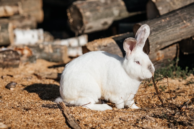 Lapin gris dans l'herbe verte à la ferme