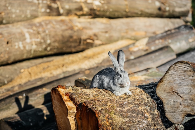 Photo lapin gris dans l'herbe verte à la ferme