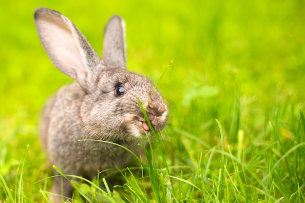 Lapin gris sur fond d'herbe Le lapin mange de l'herbe