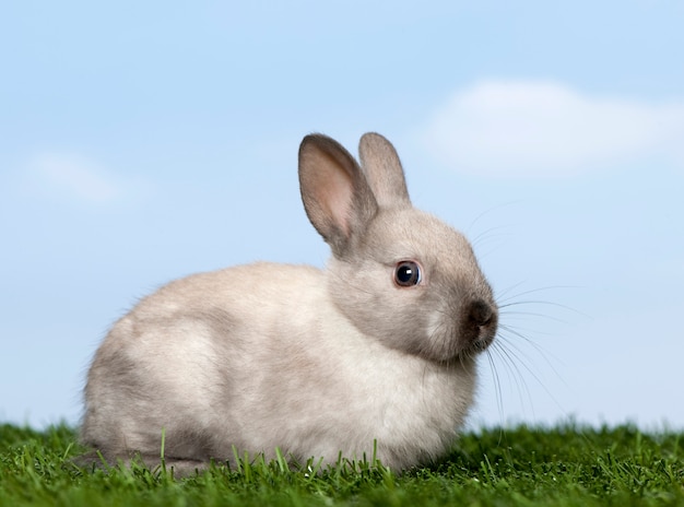 Lapin gris sur l'herbe contre le ciel bleu