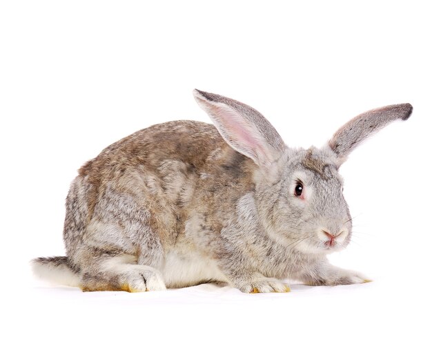 Lapin gris isolé sur blanc