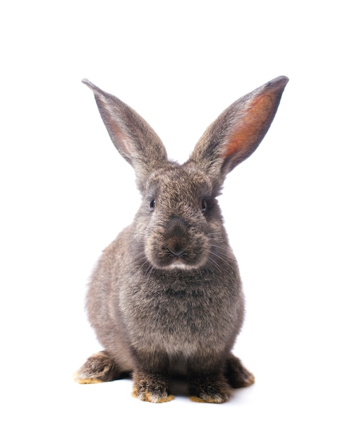 Lapin gris photo sur fond blanc