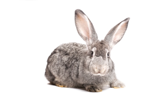 Lapin gris photo sur fond blanc