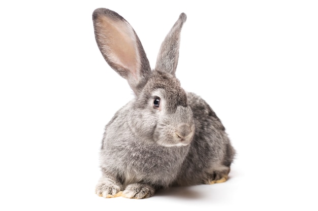 Lapin gris photo sur fond blanc