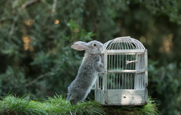 lapin gris poussant la cage