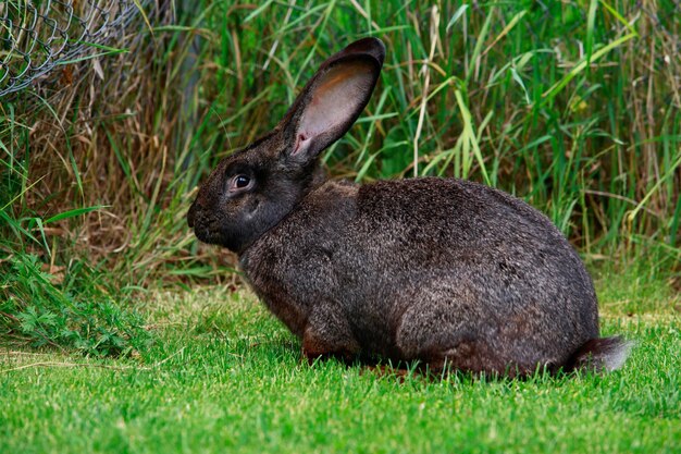 le lapin gris