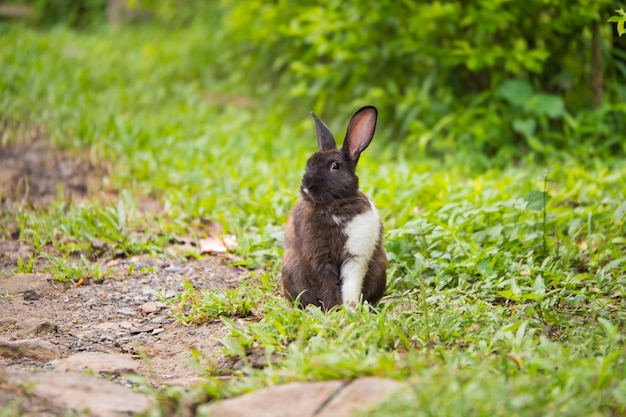 Un lapin sur l&#39;herbe verte dans le jardin.