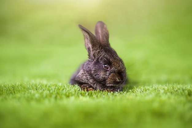 Lapin sur une herbe verte en journée d'été.