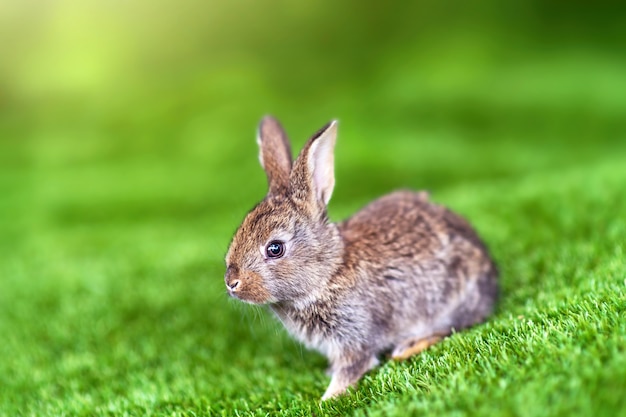 Lapin sur une herbe verte en journée d'été.