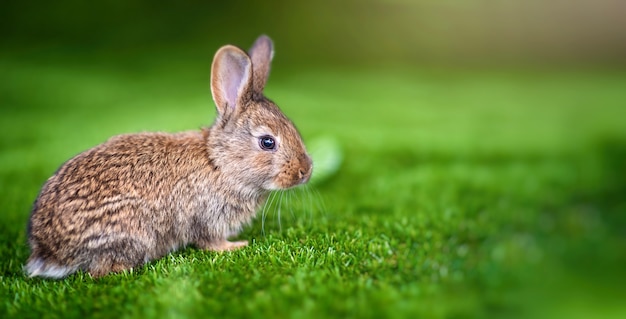 Lapin sur une herbe verte en journée d'été.