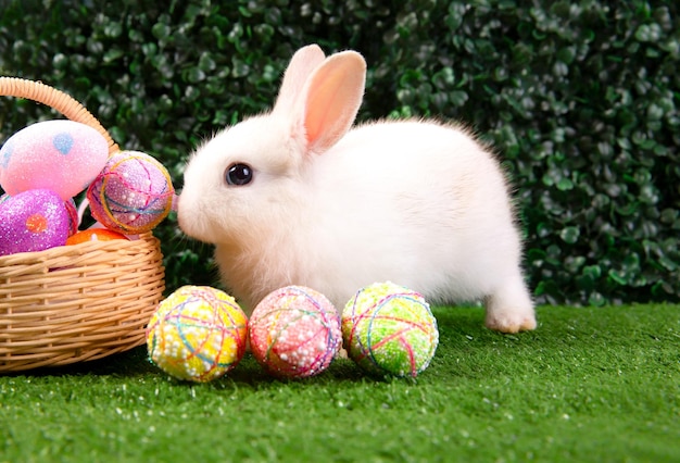 Un lapin sur l'herbe