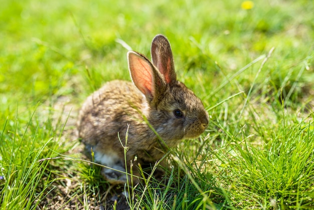 Lapin sur l'herbe