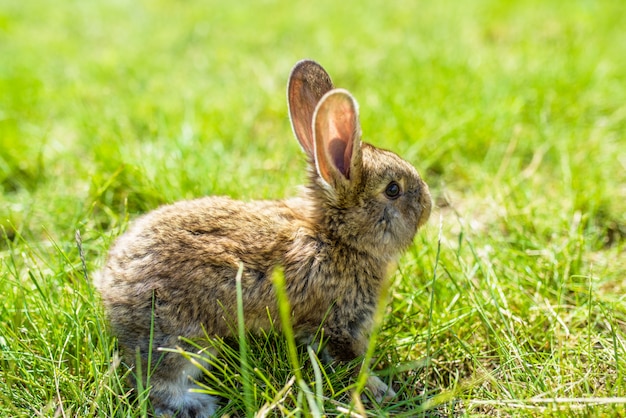 Lapin sur l'herbe