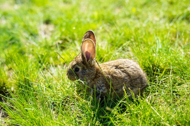 Lapin sur l'herbe