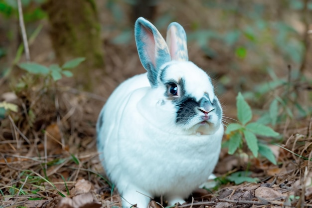 Lapin immaculé Une moustache blanche dans la forêt 1