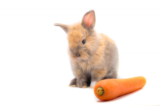 Lapin et légumes et fond blanc