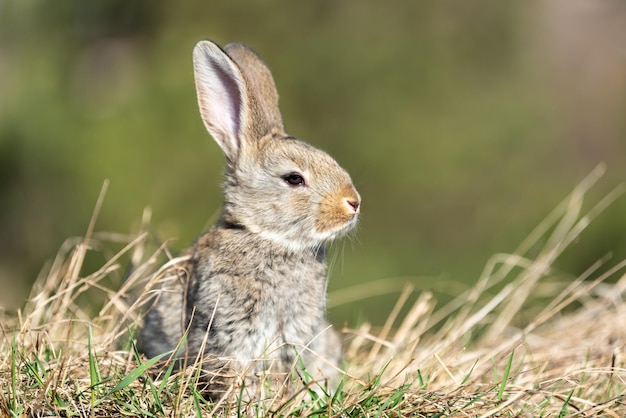 Lapin Lièvre Tout En Vous Regardant Sur Fond D'herbe