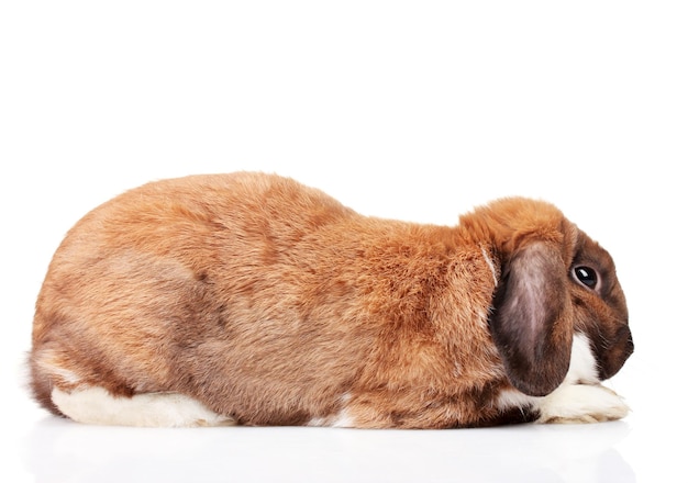 Lapin Lopeared isolé sur blanc