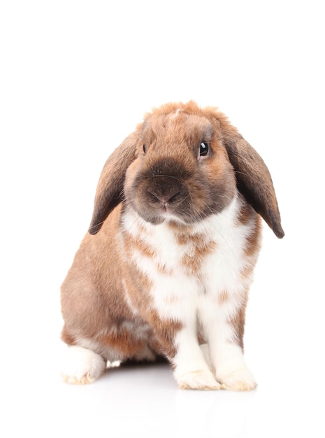 Lapin Lopeared isolé sur blanc